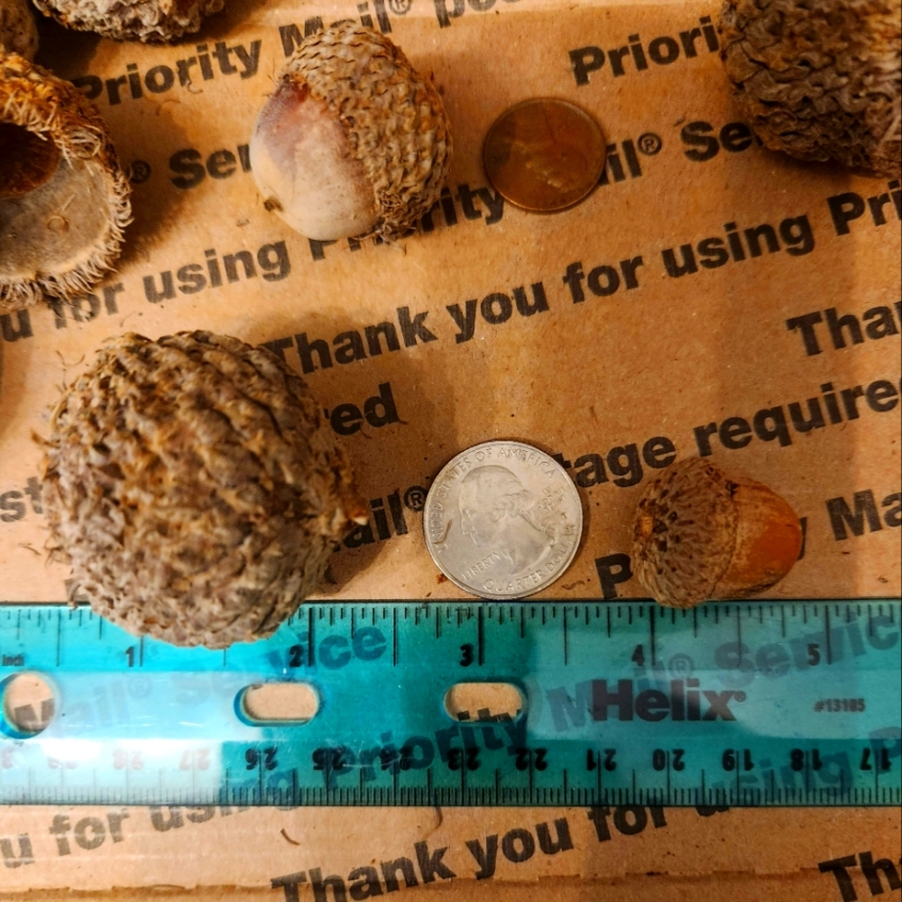 Huge fresh Bur Oak acorns